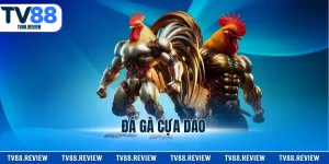 Đá Gà Cựa Dao TV88 - Tận Hưởng Những Trận Chiến Bùng Nổ